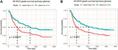 COMMD4 is a novel prognostic biomarker and relates to potential drug resistance mechanism in glioma